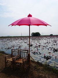 Pink umbrella and chairs by lotus flowers in lake against sky