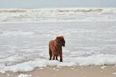 Dog on the sea shore