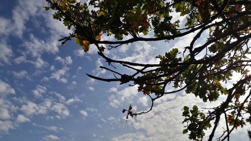 Low angle view of tree against sky