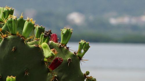 Close-up of flower bud