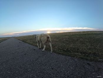 View of a horse on road