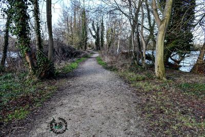 Road amidst trees in forest