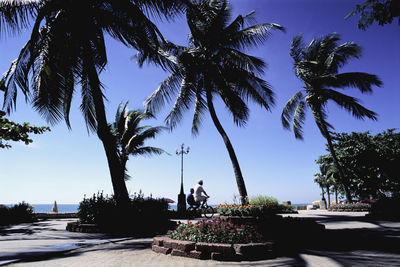 Palm trees at park by sea against clear blue sky