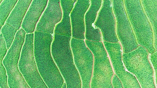 Full frame shot of green field