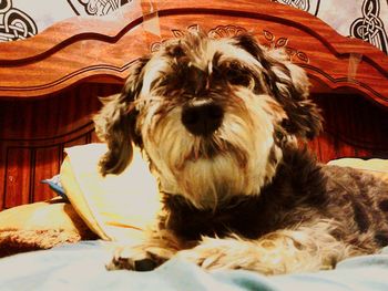 Portrait of dog on chair