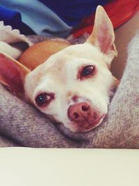 Close-up portrait of dog