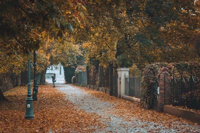 Trees in park during autumn