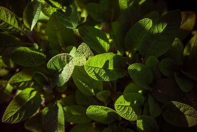Close-up of green leaves