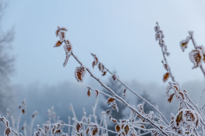 Close-up of plants against sky