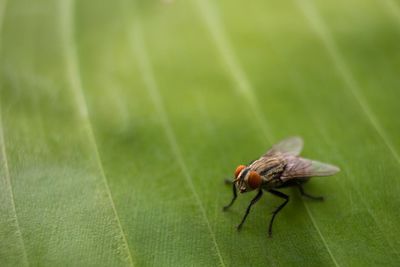 Close-up of housefly on leaf