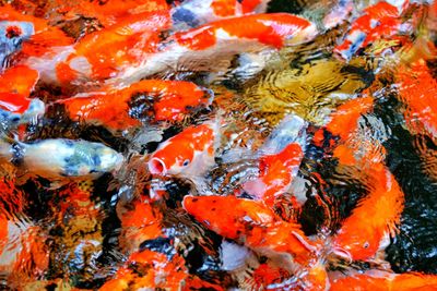 View of fish swimming in lake