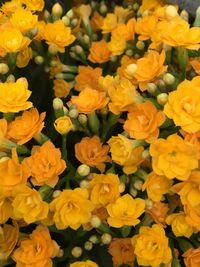 Full frame of yellow flower