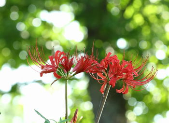 Close-up of red flowering plant