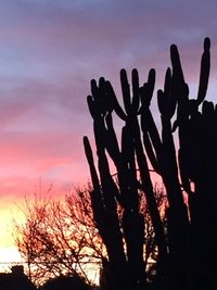 Low angle view of silhouette tree against sky