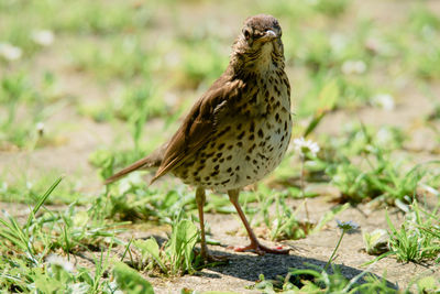 Close-up of a bird perching on a field