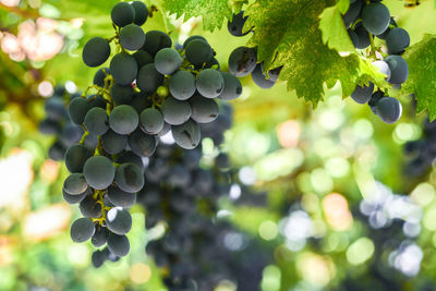 Close-up of grapes growing in vineyard