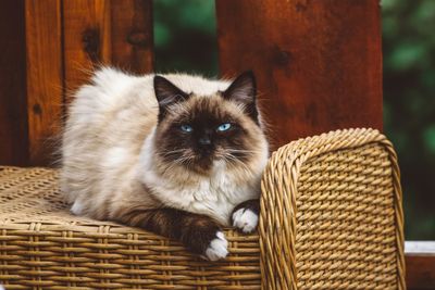 Portrait of kitten sitting in basket