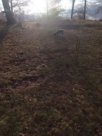 Dog on field in forest