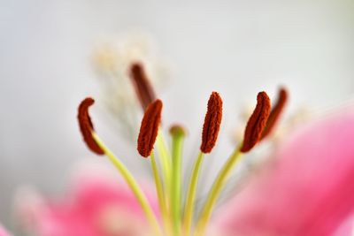 Close-up of flowering plant