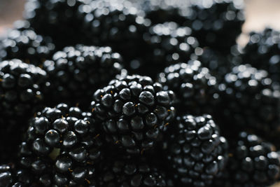 Background from fresh blackberries, close up. lot of ripe juicy wild fruit berries lying