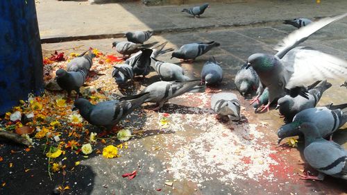 High angle view of pigeons feeding