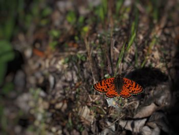 Close-up of butterfly on orange flower