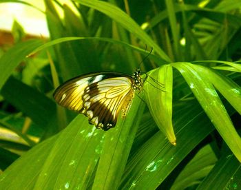 Close-up of butterfly perching on leaf