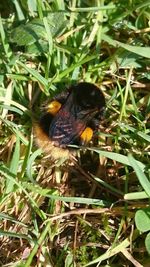 High angle view of bee on leaf
