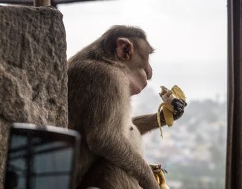 View of monkey sitting on stone wall