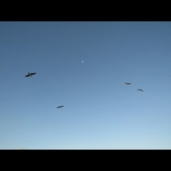 Birds flying against clear blue sky