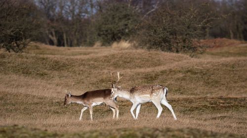 Deer walking on field