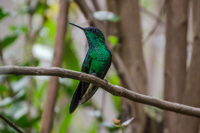 Close-up of bird perching on tree