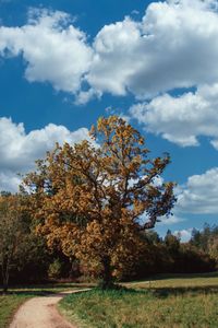 Trees on field against sky during autumn