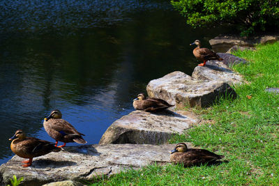 Ducks on rock by lake