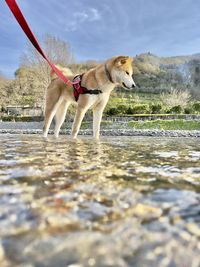 Dogs running in lake