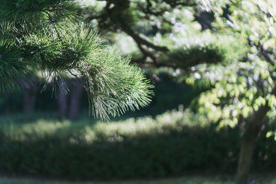 Close-up of fresh green plant in park