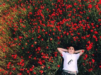 High angle view of man lying in poppy field