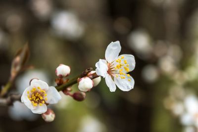 Close-up of white cherry blossom