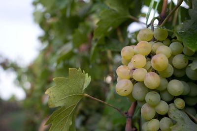 Close-up of grapes growing on tree