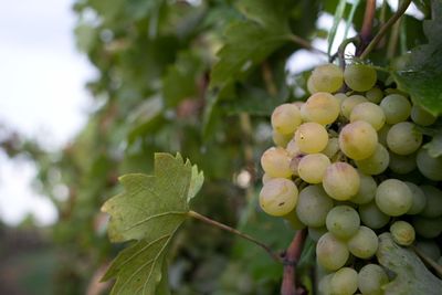 Close-up of grapes growing on tree