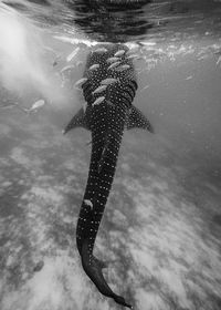 Close-up of fish swimming in sea