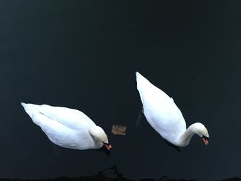 White swan swimming in lake