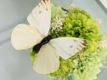 Close-up of white flower on plant