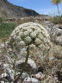 Close-up of flower on field