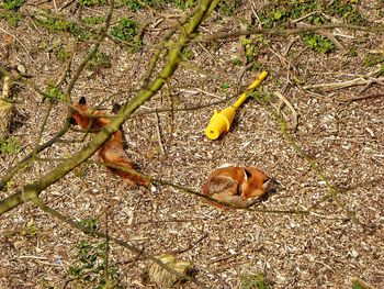 View of trees on the ground