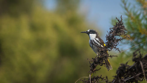 Close-up of a bird perching on branch