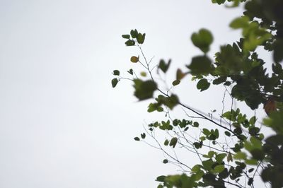 Close-up of plant against clear sky