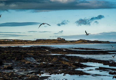 Bamborough castle from the harbour at aeahouses, in northumberland, england.