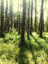 View of trees in forest