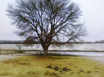 Bare trees by lake